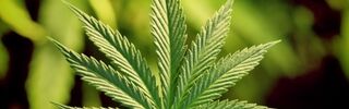 Marihuana v dětském pokoji: je důvod k panice?