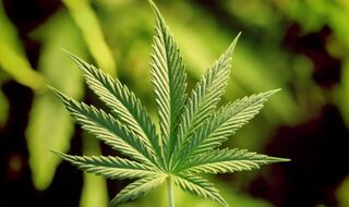 Marihuana v dětském pokoji: je důvod k panice?