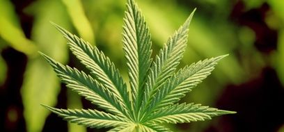 Marihuana – konečná, nebo jen přestupní stanice?