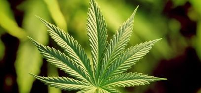 Marihuana v dětském pokoji: je důvod k panice?