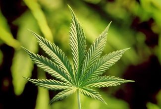 Marihuana: jak moc je nebezpečná?